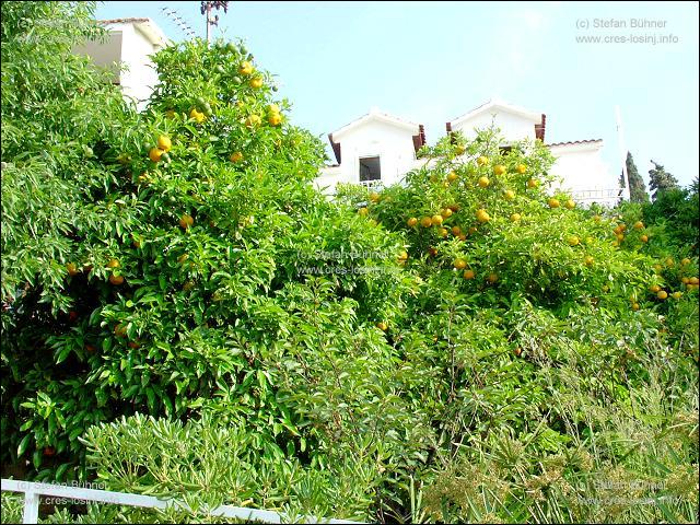 Zitronenbaum in Mali Losinj