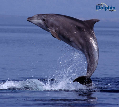 Delphin vor Insel Losinj