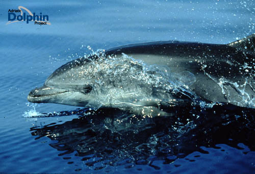 Delphin vor Insel Losinj