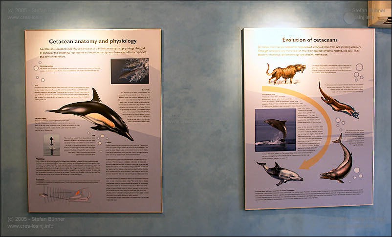 in der Ausstellung des Adriatic Dolphin Projects im Hafen von Veli Losinj in Kroatien kann man auf verschiendenen Wandtafeln<br>interessantes und Wissenswertes üder die Unterwassertierwelt rund um die Insel Losinj erfahren