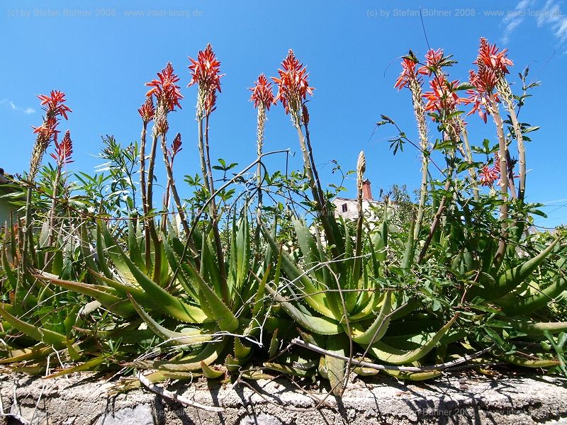 Blumenpracht im Frhjahr auf der Insel Losinj